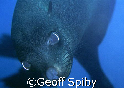 inquisitive young Cape fur seal. Not exactly wide angle a... by Geoff Spiby 